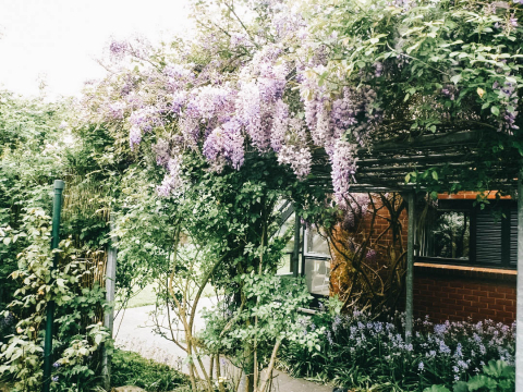 Tuin blauwe regen belgie