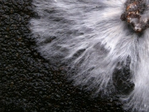 mycelium van een oesterzwam - mycelium als bouwmateriaal