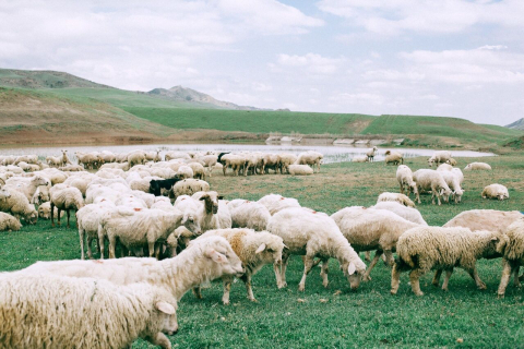 Schapen in weiland 