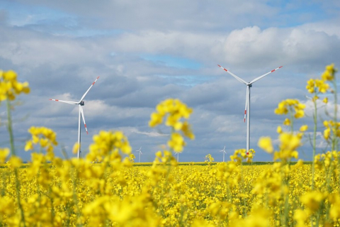 windmolens in koolzaad veld