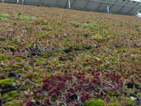 Groendak en achterzijde zonnepanelen